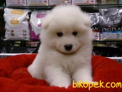 Kar Beyaz Samoyed Yavruları 5