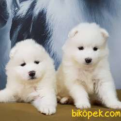 Kar Beyaz Samoyed Yavruları 3