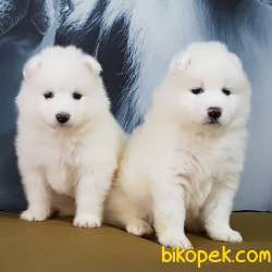 Kar Beyaz Samoyed Yavruları 2