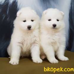 Kar Beyaz Samoyed Yavruları 1