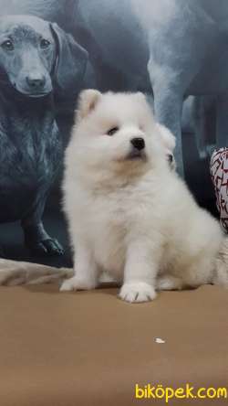 KAR BEYAZ SAMOYED YAVRULARI 1