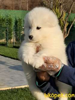 Kar Beyaz SAMOYED YAVRULARI 3