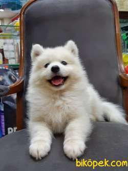 KAR BEYAZ SAMOYED YAVRULARI  ÇİFTLİKTEN 5