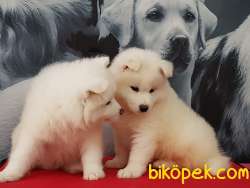 Kar Beyaz Samoyed Yavruları Istanbul 2