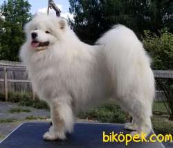 Kar Beyaz Samoyed Yavruları Istanbul 4
