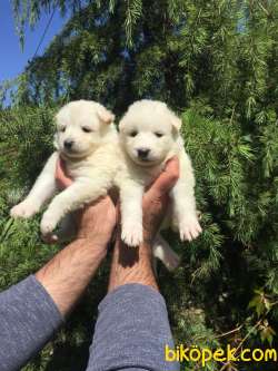 Kar Beyaz Samoyed Yavrularımız 1