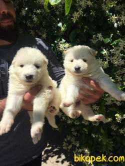Kar Beyaz Samoyed Yavrularımız 3