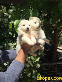 Kar Beyaz Samoyed Yavrularımız 5
