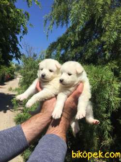 Kar Beyaz Samoyed Yavrularımız 2