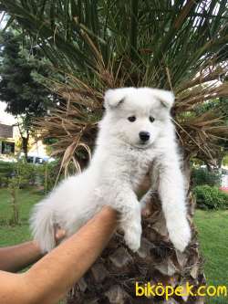 KAR BEYAZ SAMOYED YAVRULARIMIZ 4