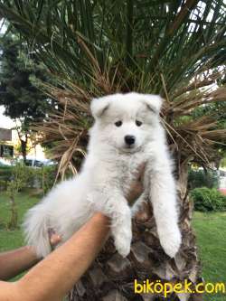 KAR BEYAZ SAMOYED YAVRULARIMIZ 1