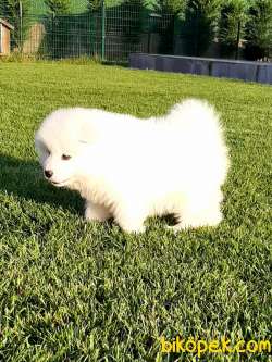 KAR BEYAZ SATILIK SAMOYED YAVRULARI 2