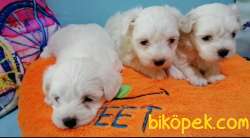 Kar Beyaz Şirin Yüzlü Maltese Terrier Yavrular 2