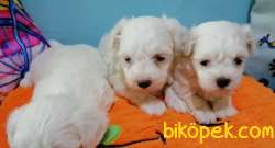 Kar Beyaz Şirin Yüzlü Maltese Terrier Yavrular 3