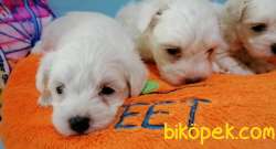 Kar Beyaz Şirin Yüzlü Maltese Terrier Yavrular 1