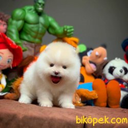 Kar Beyaz T-Cup Boy Birbirinden Güzel Pomeranian Boo Yavruları 2