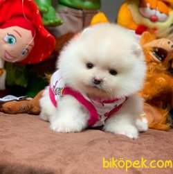 Kar Beyaz T-Cup Boy Birbirinden Güzel Pomeranian Boo Yavruları 4
