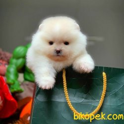 Kar Beyaz T-Cup Boy Birbirinden Güzel Pomeranian Boo Yavruları 1