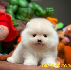 Kar Beyaz T-Cup Boy Birbirinden Güzel Pomeranian Boo Yavruları 3