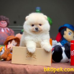Kar Beyaz T-Cup Boy Birbirinden Güzel Pomeranian Boo Yavruları 4