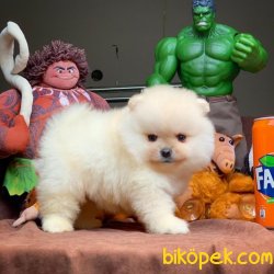 Kar Beyaz T-Cup Boy Birbirinden Güzel Pomeranian Boo Yavruları 1