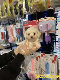 Kar Beyaz Tea Cup Poodle Yavrularımız 5