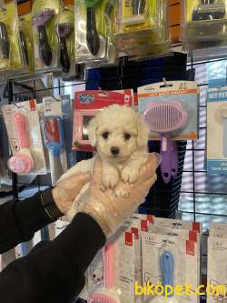 Kar Beyaz Tea Cup Poodle Yavrularımız 2