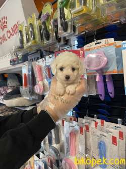 Kar Beyaz Tea Cup Poodle Yavrularımız 3