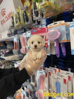 Kar Beyaz Tea Cup Poodle Yavrularımız 1