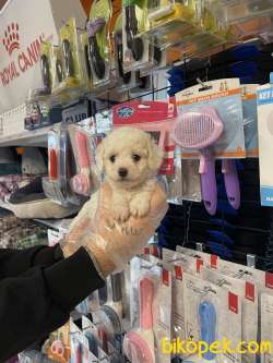 Kar Beyaz Tea Cup Poodle Yavrularımız 4