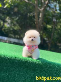 Kar Beyaz Teacup Pomeranian Boo 5