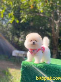 Kar Beyaz Teacup Pomeranian Boo 1