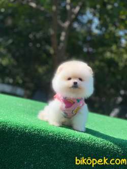 Kar Beyaz Teacup Pomeranian Boo 4