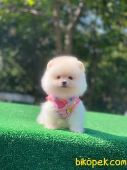 Kar Beyaz Teacup Pomeranian Boo 3