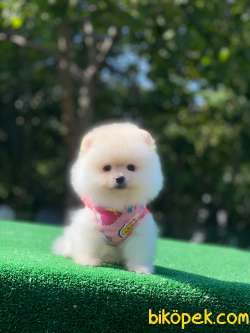 Kar Beyaz Teacup Pomeranian Boo 2