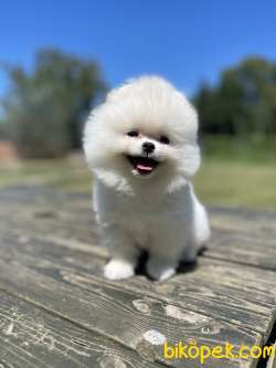 Kar Beyaz Teddy Pomeranian Boo Yavrularimiz 1