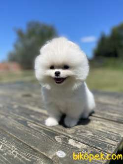 Kar Beyaz Teddy Pomeranian Boo Yavrularimiz 2