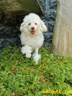 Kar Beyaz Toy Poodle 2