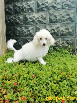 Kar Beyaz Toy Poodle 4