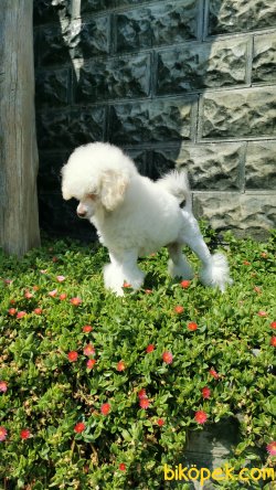 Kar Beyaz Toy Poodle 1