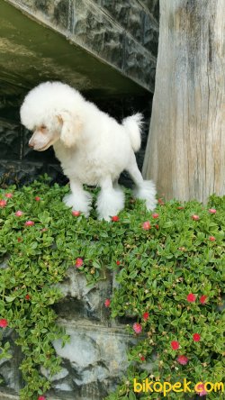 Kar Beyaz Toy Poodle 5