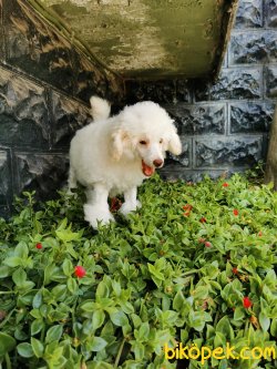 Kar Beyaz Toy Poodle 3