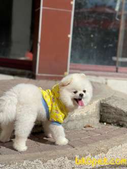 Kar Beyaz Yetişkin Pomeranian Oğlum “BAMBİ” 2