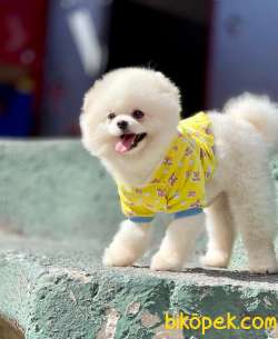 Kar Beyaz Yetişkin Pomeranian Oğlum “BAMBİ” 1