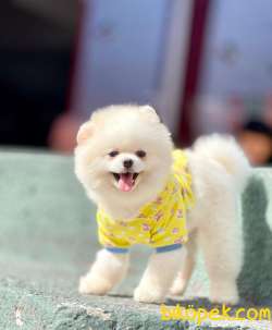 Kar Beyaz Yetişkin Pomeranian Oğlum “BAMBİ” 5