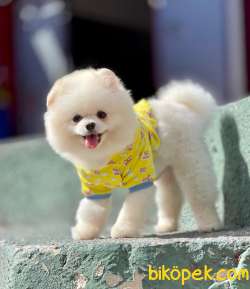 Kar Beyaz Yetişkin Pomeranian Oğlum “BAMBİ” 4