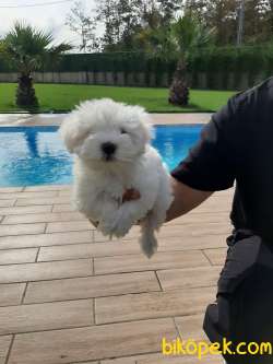 KAR BEYAZI 0 NUMARA MALTESE TERRIER YAVRULARI 1