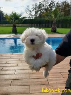 KAR BEYAZI 0 NUMARA MALTESE TERRIER YAVRULARI 2