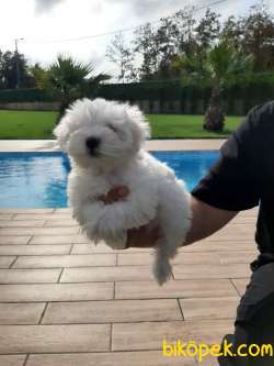 KAR BEYAZI 0 NUMARA MALTESE TERRIER YAVRULARI 5