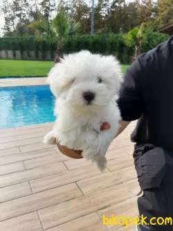 KAR BEYAZI 0 NUMARA MALTESE TERRIER YAVRULARI 4